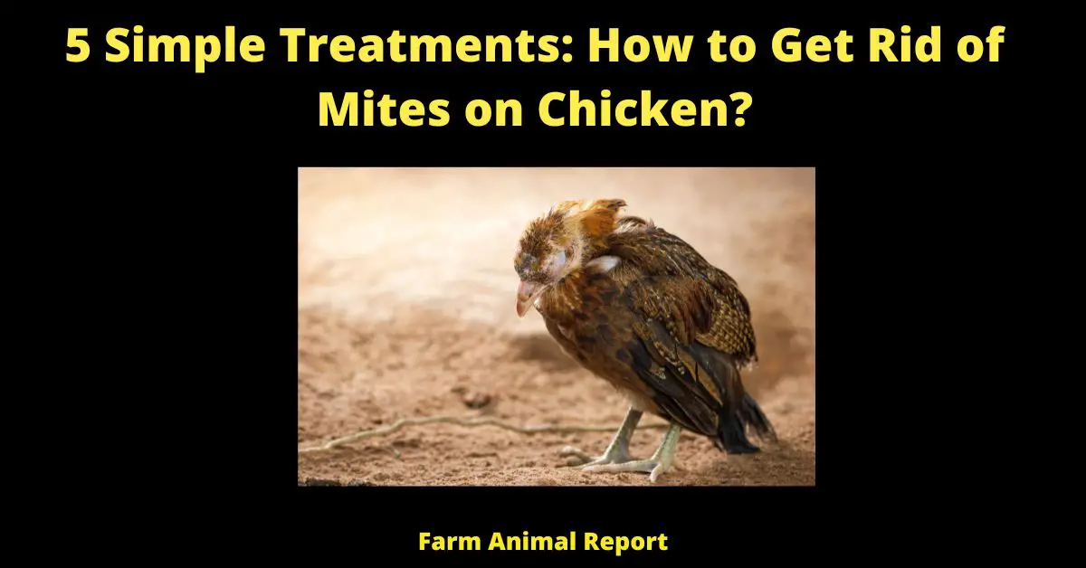 5 simple Treatments: How to Get Rid of Mites on Chicken?