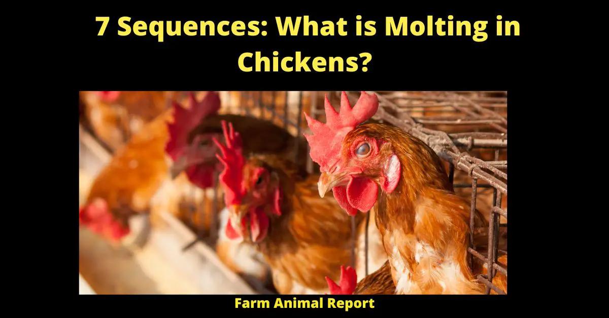 7 Sequences: What is Molting in Chickens?