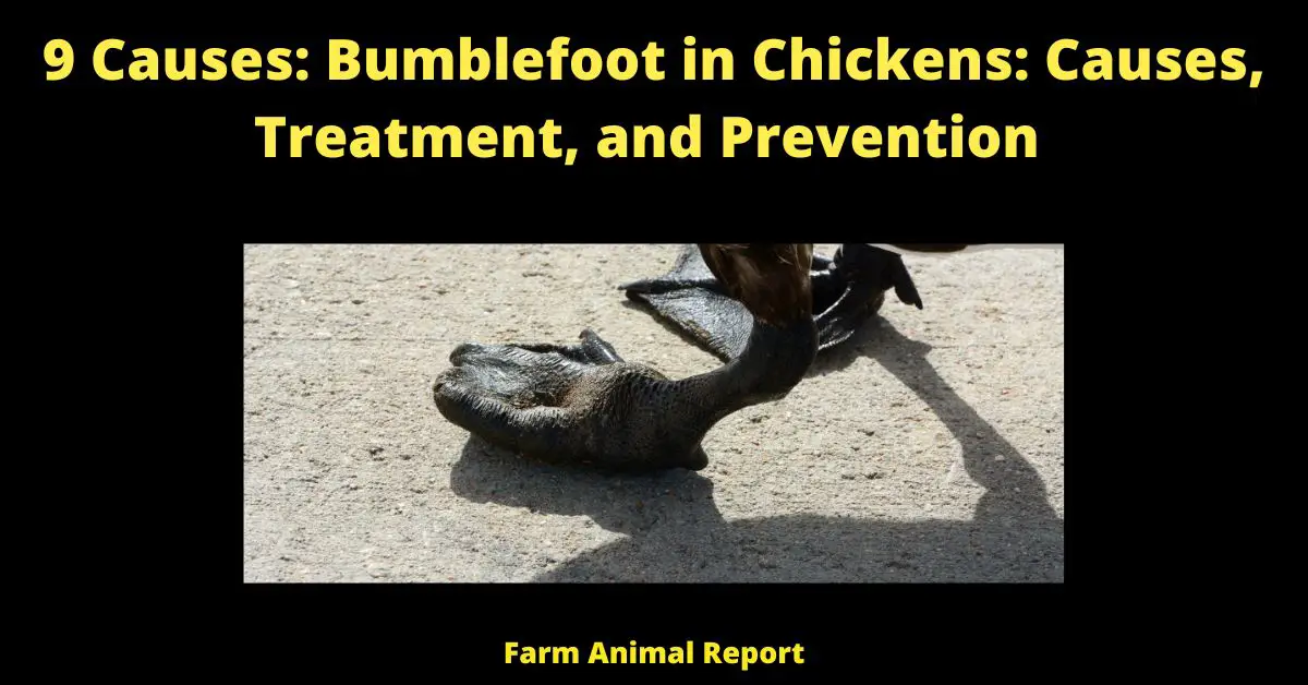 9 Causes: Bumblefoot in Chickens: Causes, Treatment, and Prevention
