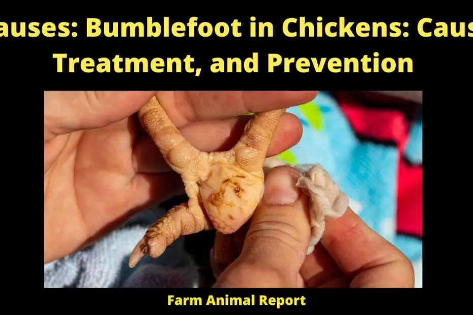 9 Causes: Bumblefoot in Chickens: Causes, Treatment, and Prevention