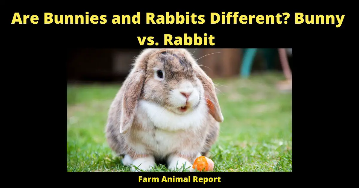 Are Bunnies and Rabbits Different
