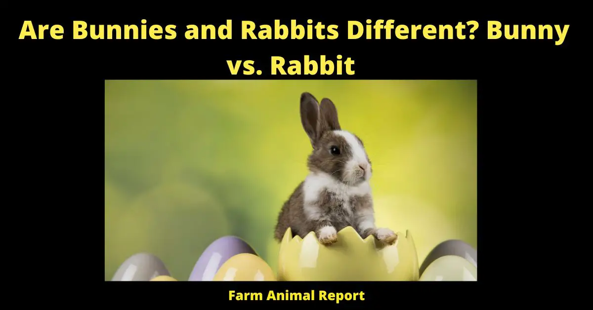 Are Bunnies and Rabbits Different