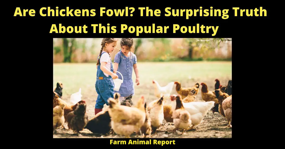 Are Chickens Fowl? The Surprising Truth About This Popular Poultry