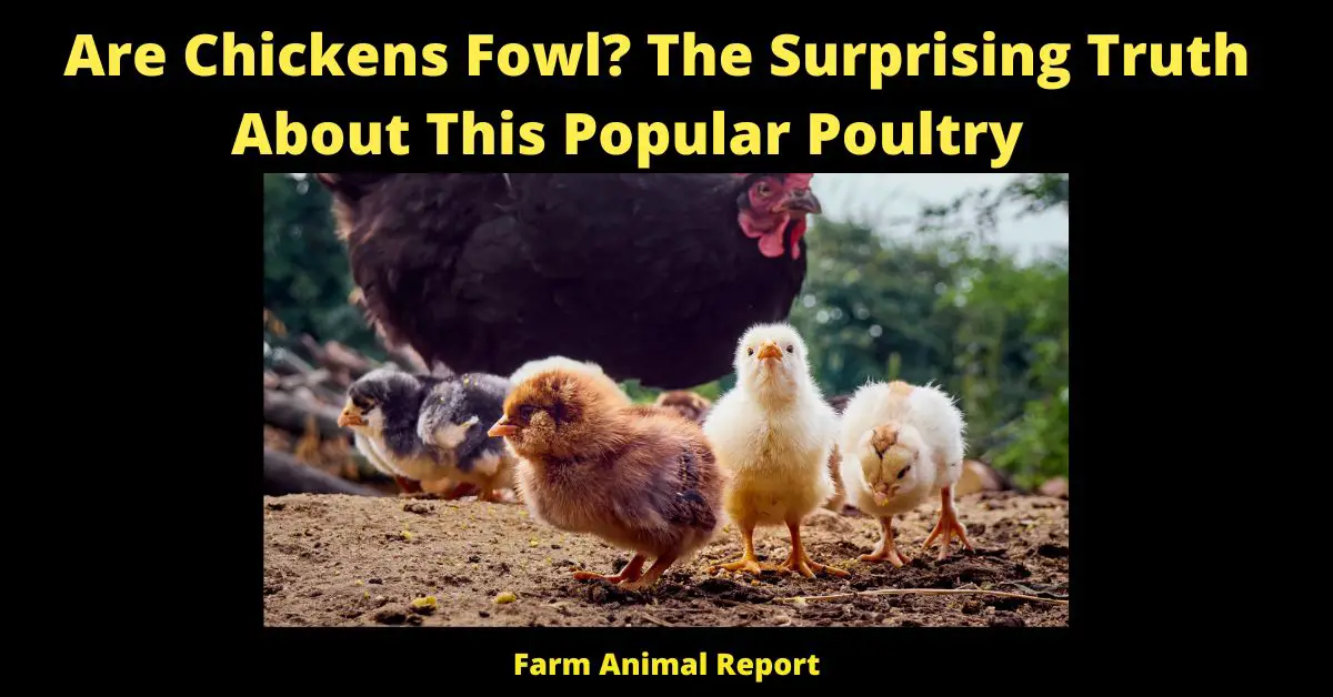 Are Chickens Fowl? The Surprising Truth About This Popular Poultry