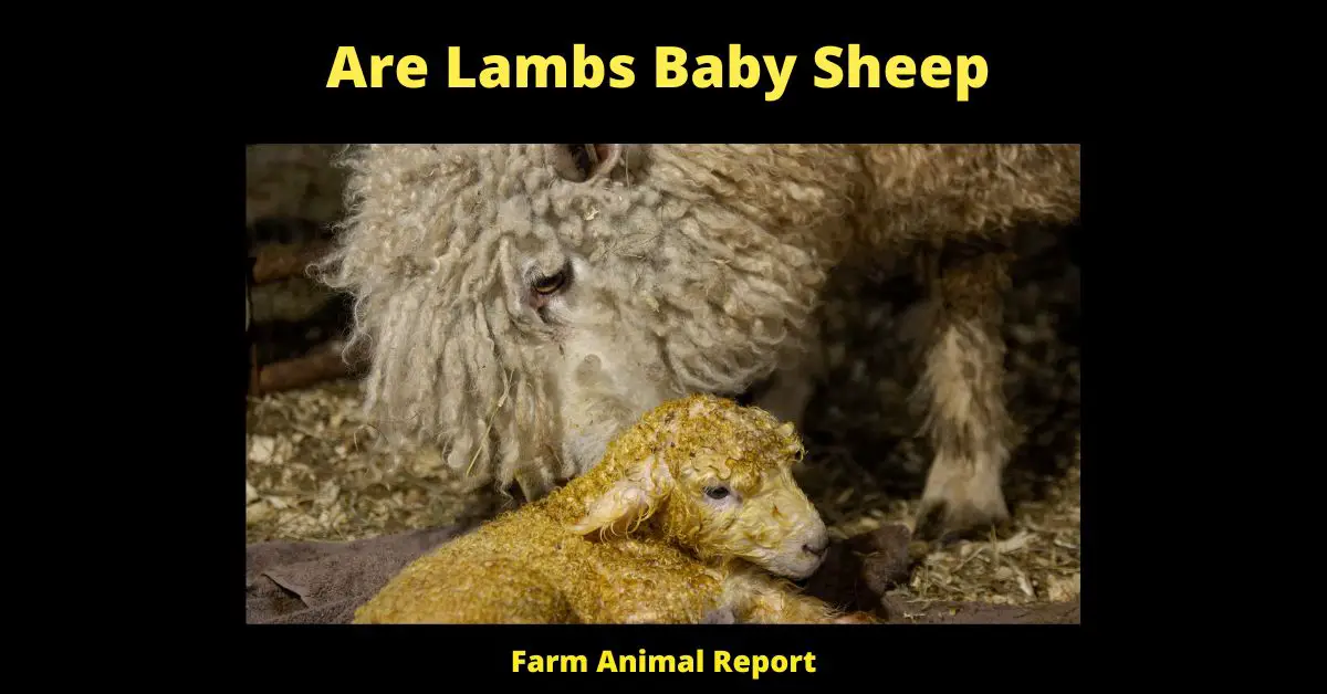 Are Lambs Baby Sheep