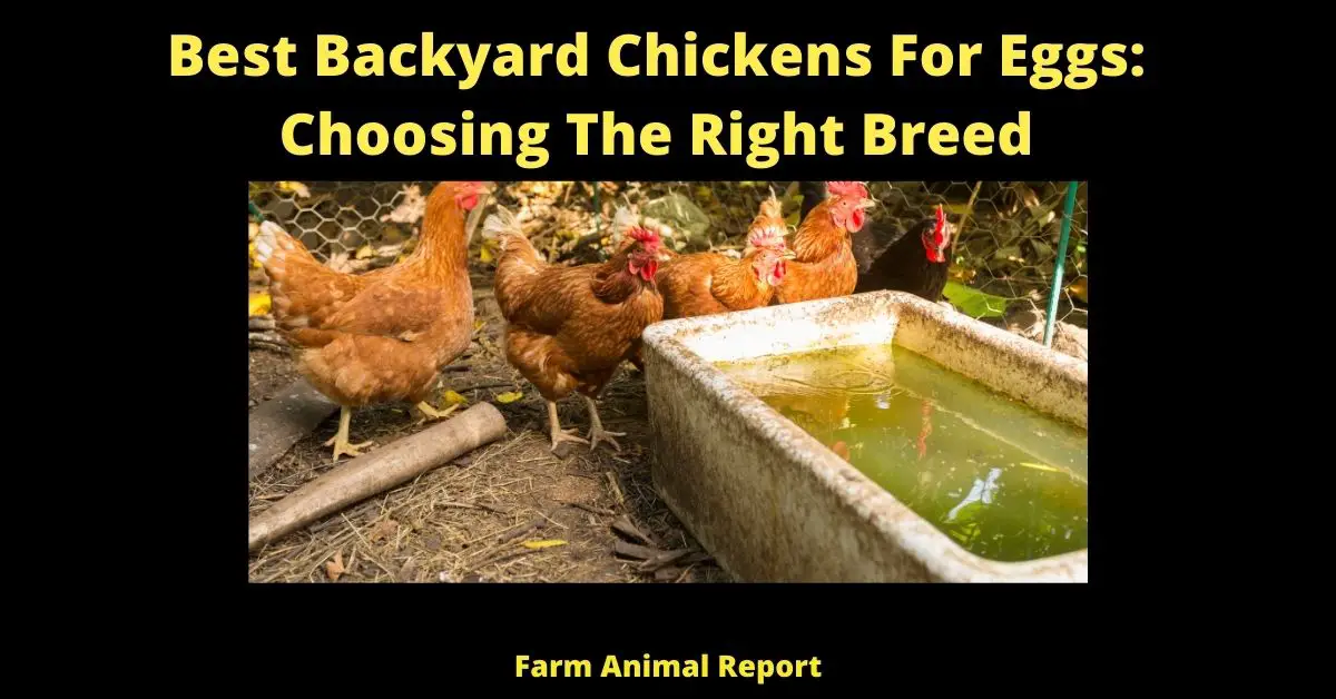 Best Backyard Chickens For Eggs: Choosing The Right Breed