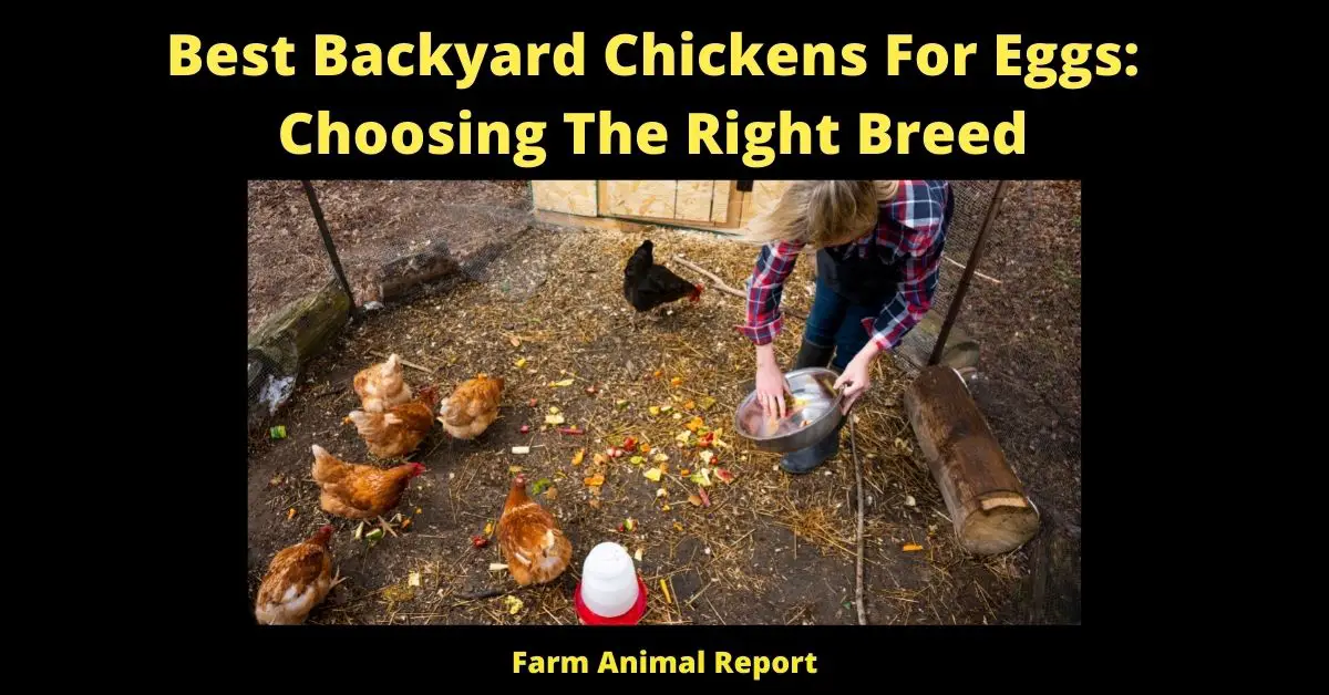 Best Backyard Chickens For Eggs: Choosing The Right Breed