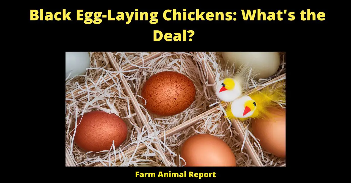 Black Egg-Laying Chickens: What's the Deal?