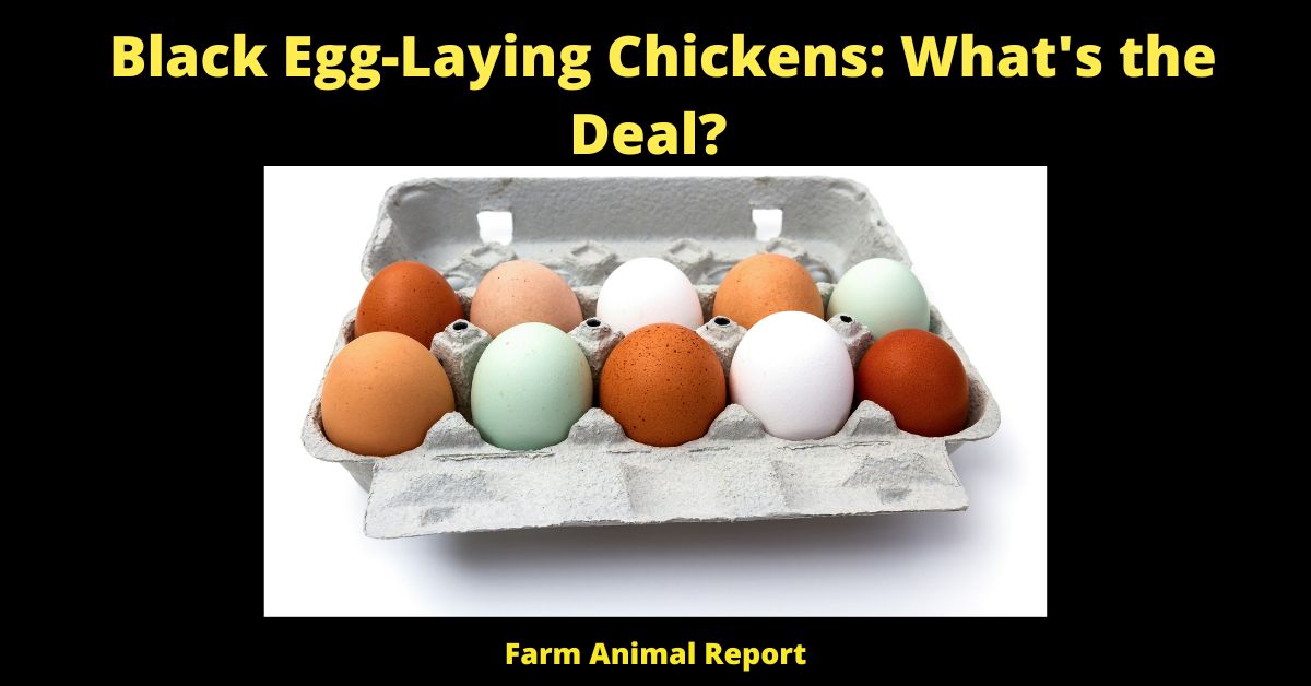 Black Egg-Laying Chickens: What's the Deal?