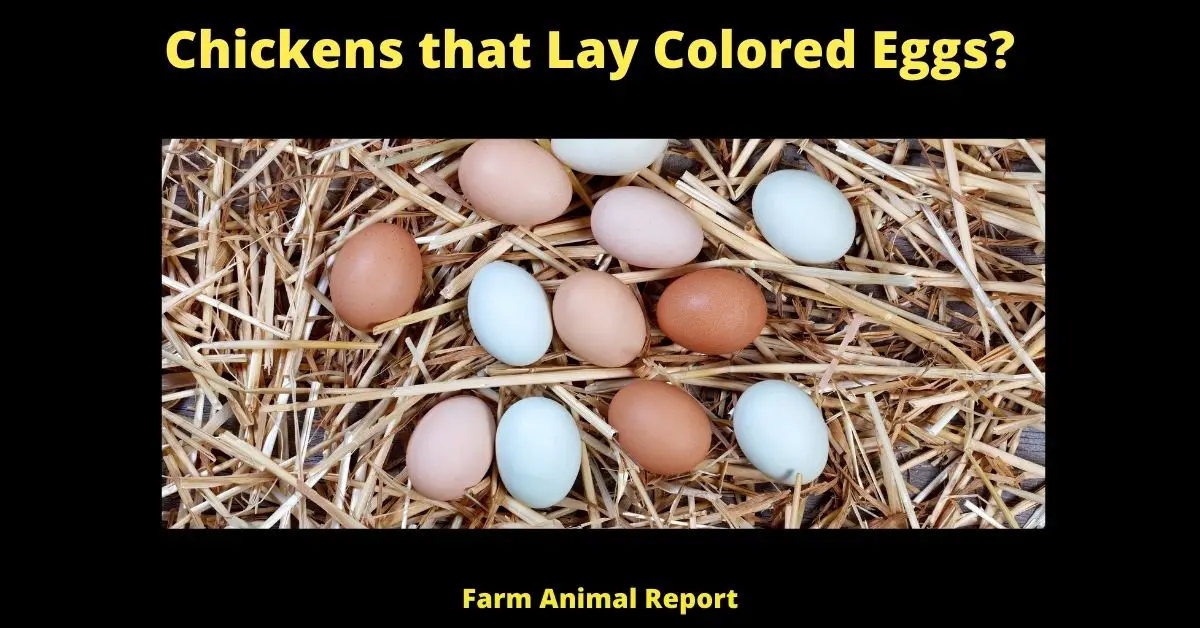 Chickens that Lay Colored Eggs?