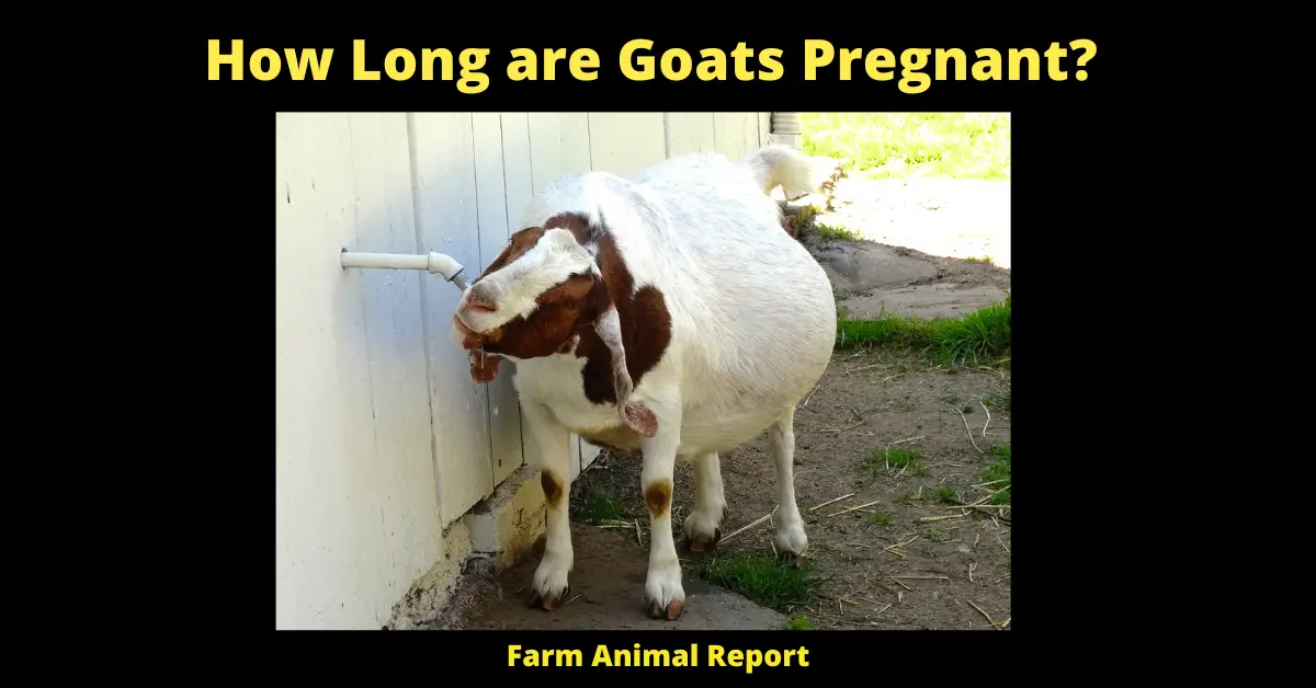 How Long are Goats Pregnant?