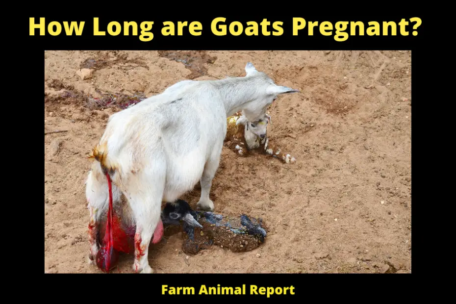 How Long are Goats Pregnant?