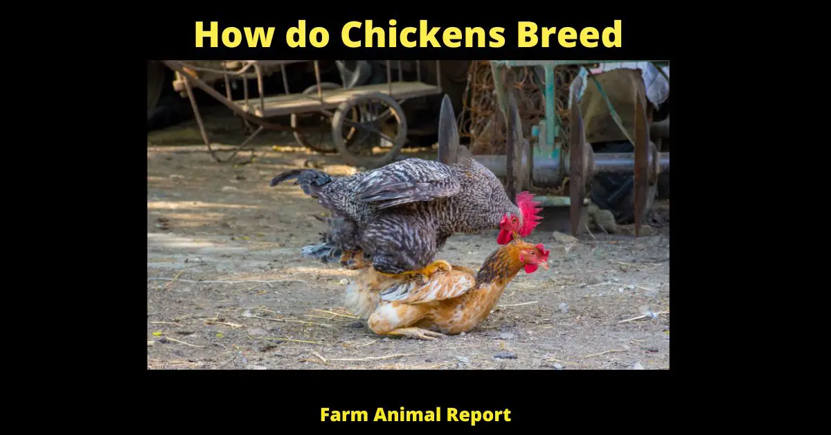How do Chickens Breed