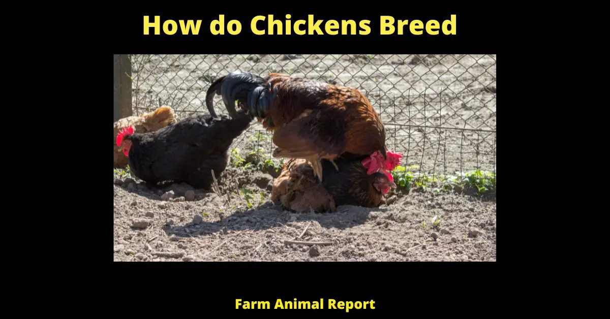 How do Chickens Breed