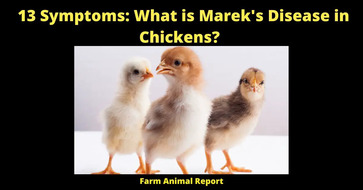 Marek's Disease in Chickens?