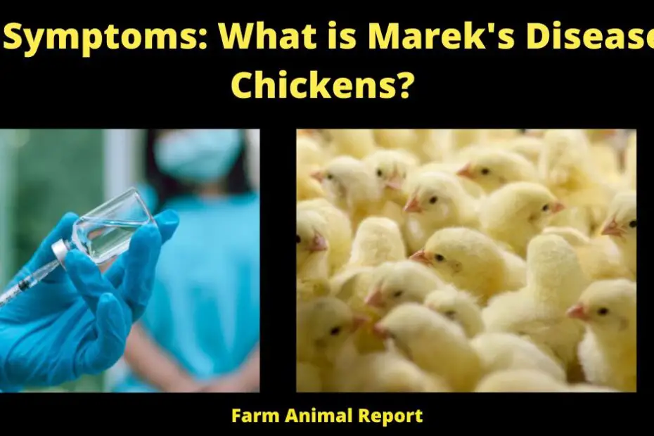 Marek's Disease in Chickens?