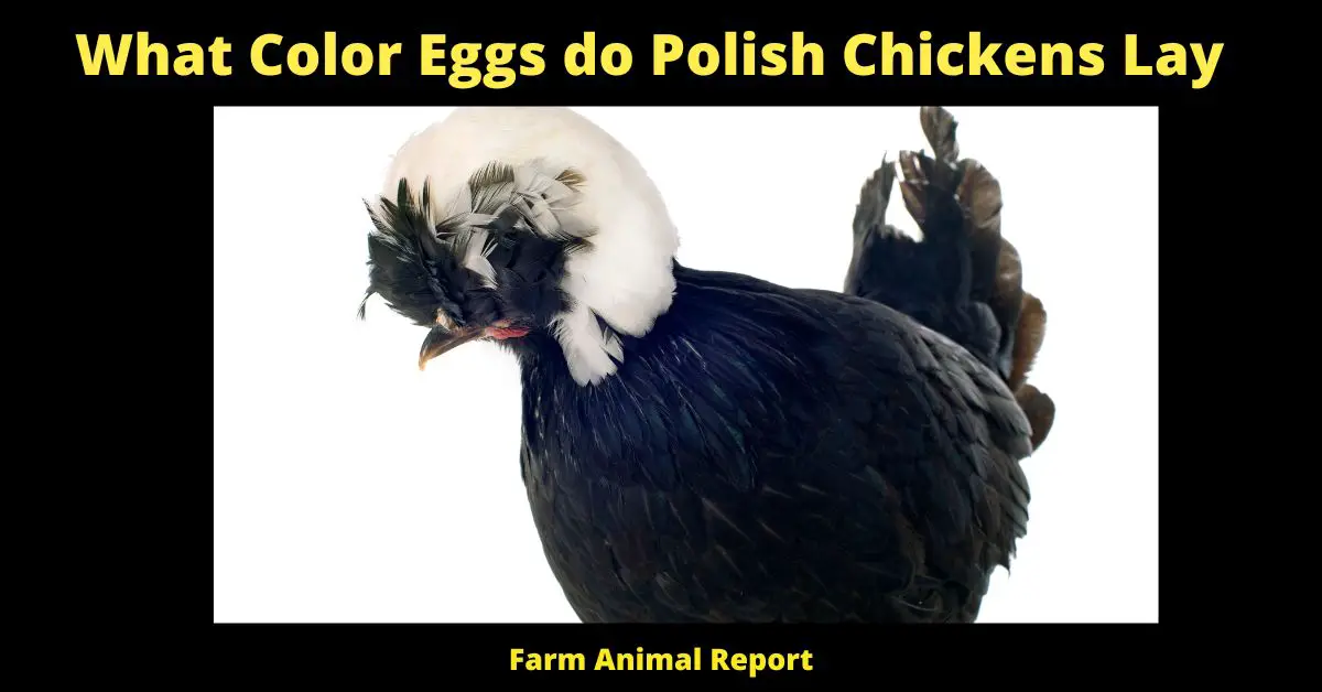 What Color Eggs do Polish Chickens Lay