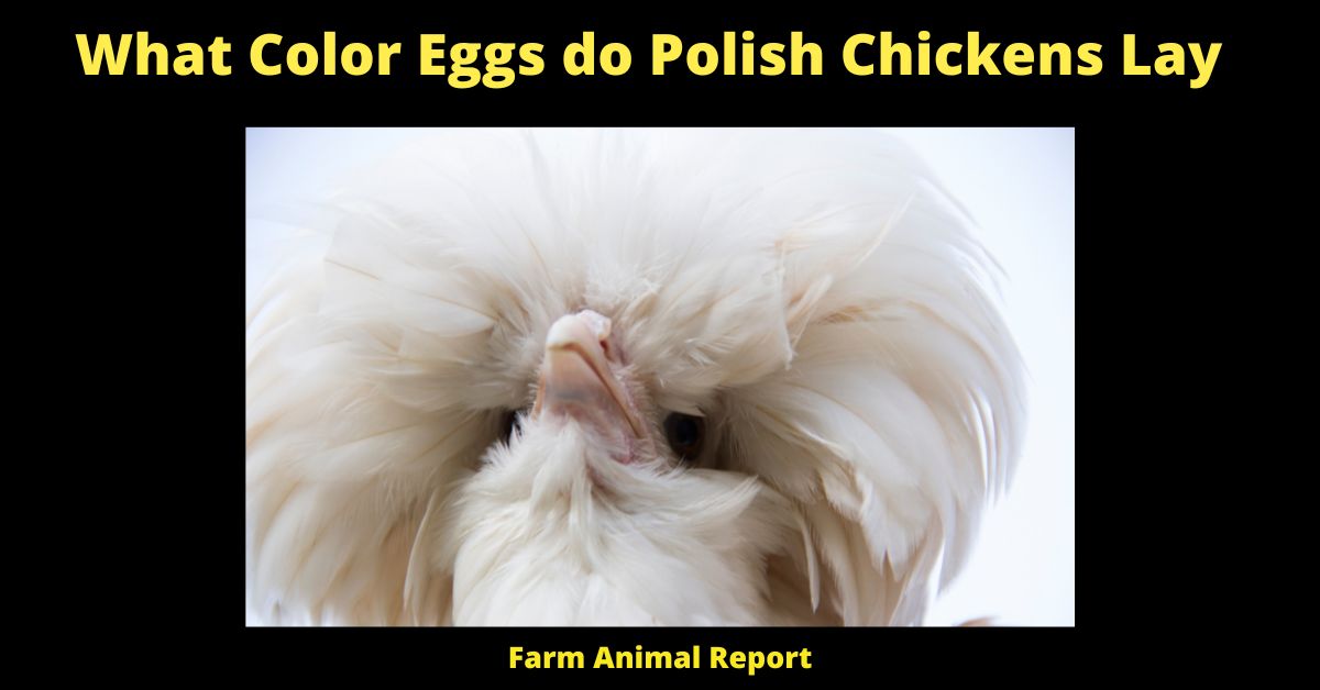 What Color Eggs do Polish Chickens Lay