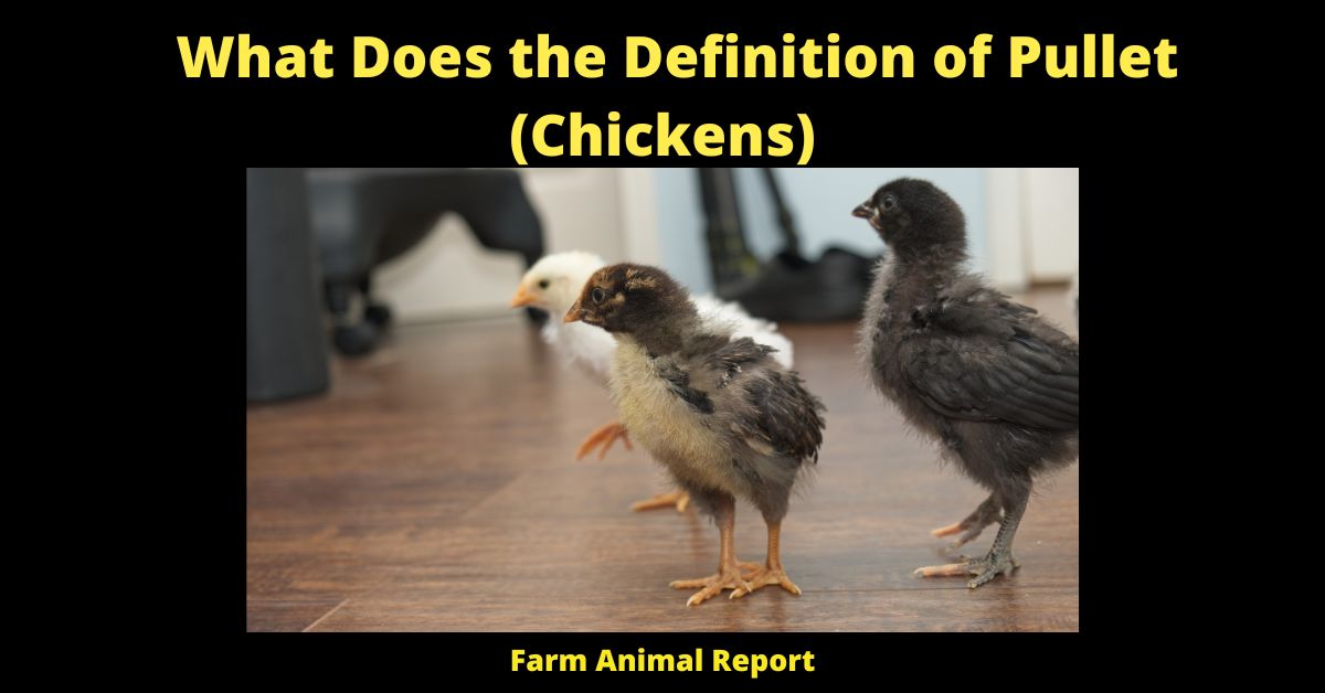 What Does the Definition of Pullet (Chickens)
