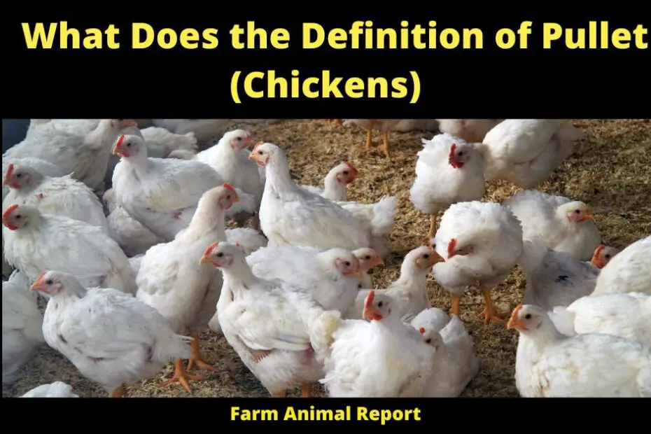 What Does the Definition of Pullet (Chickens)