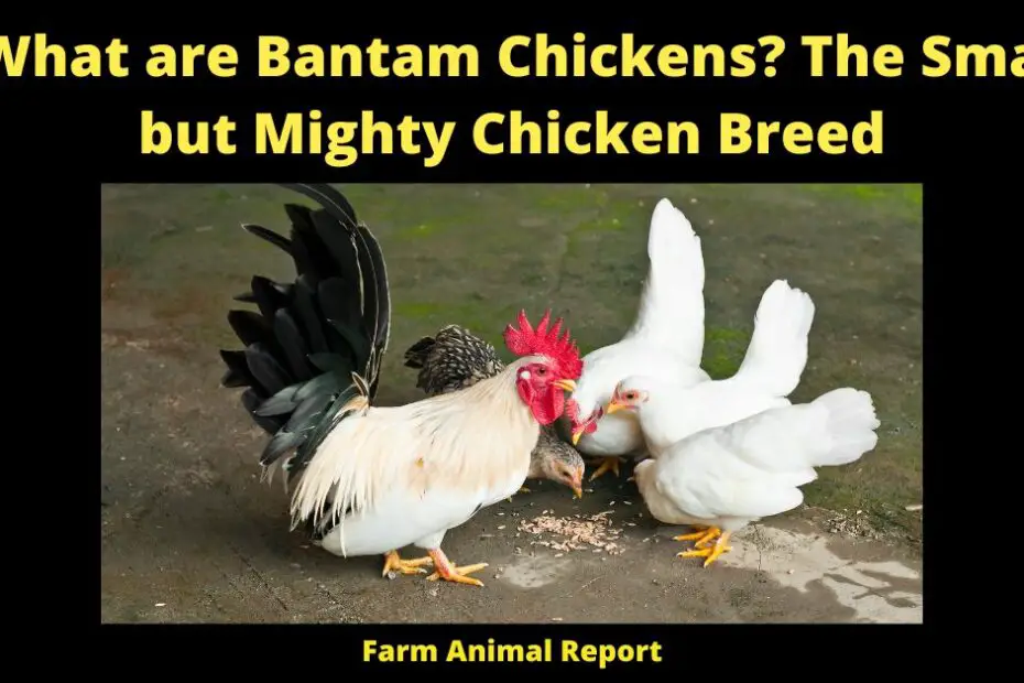 What are Bantam Chickens? The Small but Mighty Chicken Breed