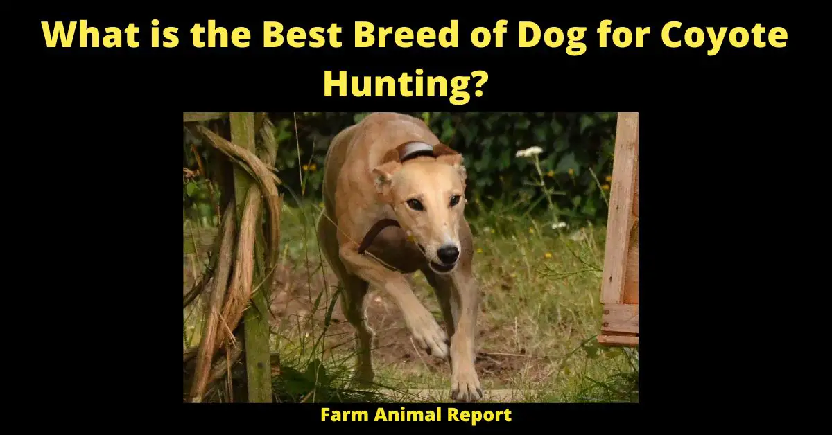 There's no doubt that hunting dogs can be a big help when it comes to coyote hunting. But not all breeds are created equal when it comes to this type of hunting. Some breeds are better at tracking than others, while some have more powerful noses that can pick up scents from further away. And then there are those breeds that are simply better at working with their handlers and following commands. When it comes to choosing a hunting dog for coyotes, it really depends on what you're looking for and what your priorities are. However, there are a few breeds that tend to do well with this type of hunting. Briards, for example, are known for their exceptional tracking abilities. They're also very loyal dogs that form strong bonds with their handlers. Beagles are another good choice for coyote hunting, as they have incredibly powerful noses that can pick up even the faintest scents. And because they're small dogs, they're less likely to scare off the prey. Whippets are also a good choice for coyote hunting, as they're fast and agile dogs that can cover a lot of ground quickly. So if you're looking for a dog that can help you with your coyote hunt, be sure to consider one of these breeds.