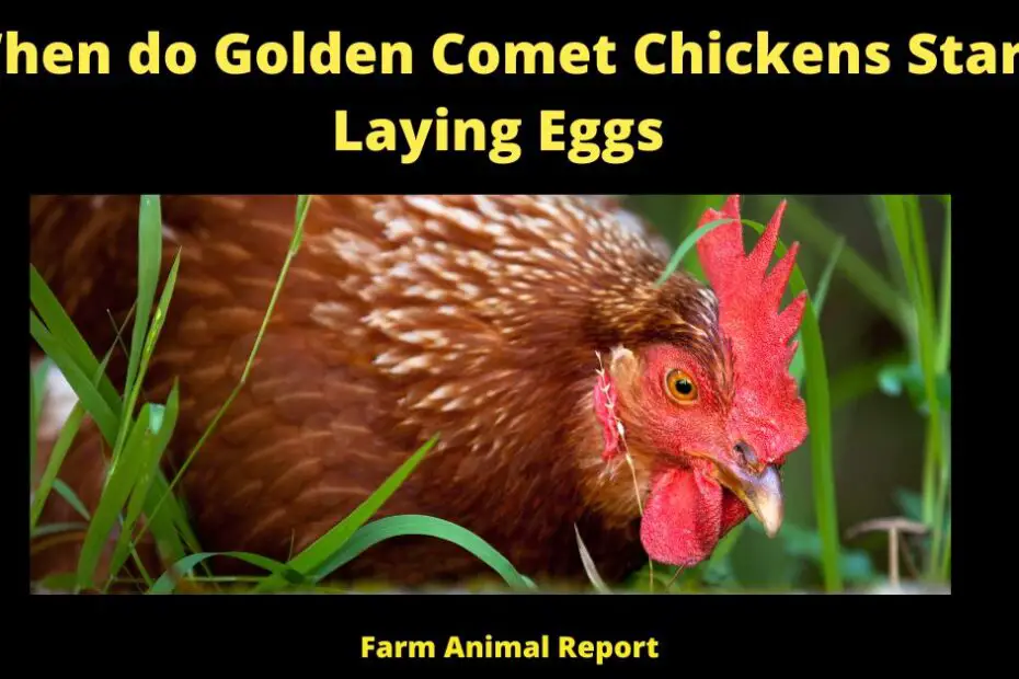 When do Golden Comet Chickens Start Laying Eggs
