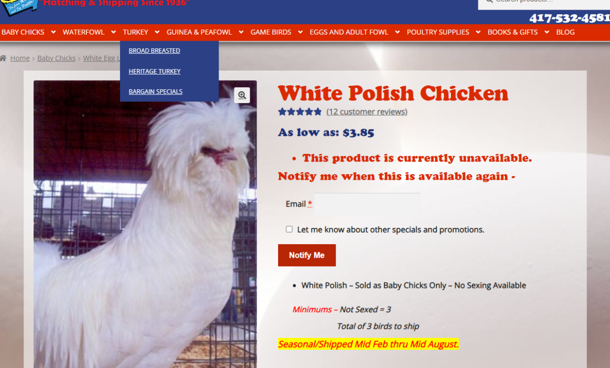 Informative Guide to Polish Chicken Egg Colors (2023) 4