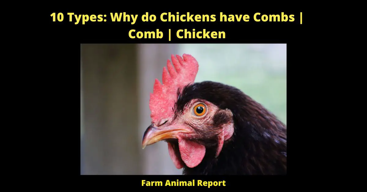 10 Types: Why do Chickens have Combs | Comb | Chicken