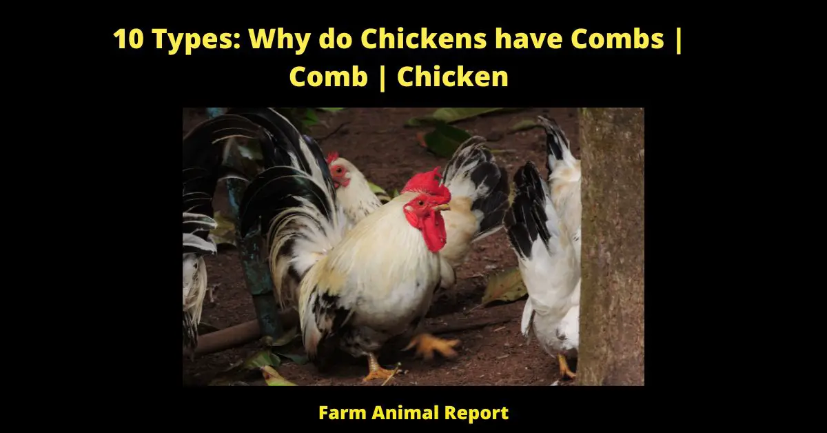 10 Types: Why do Chickens have Combs | Comb | Chicken