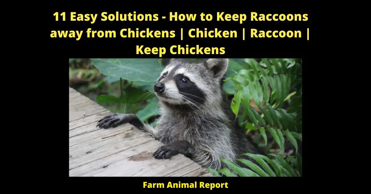 11 Easy Solutions - How to Keep Raccoons away from Chickens | Chicken | Raccoon | Keep Chickens