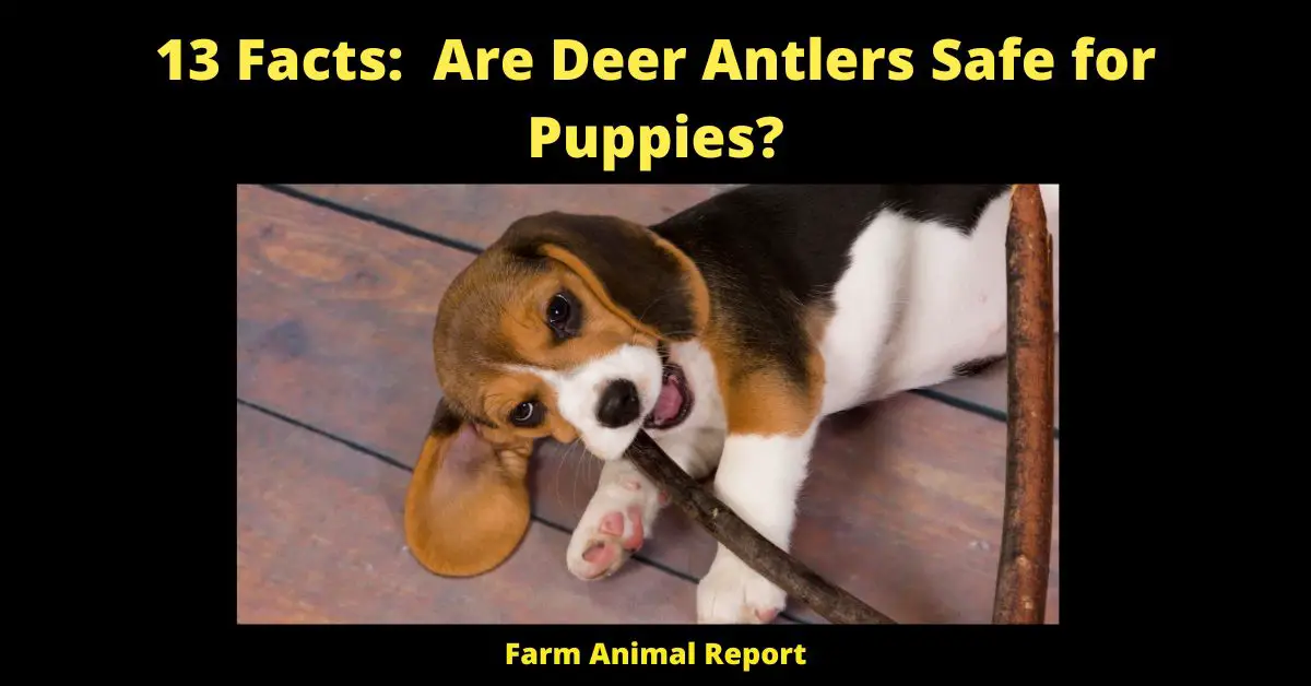 Are Deer Antlers Safe for Puppies?