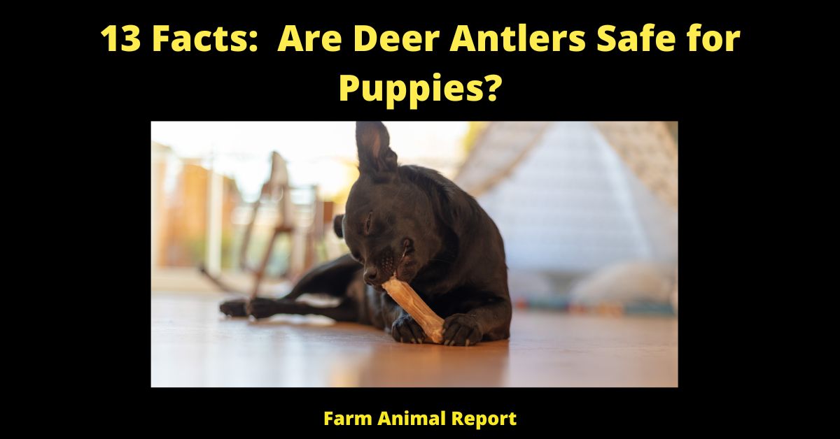 Are Deer Antlers Safe for Puppies?