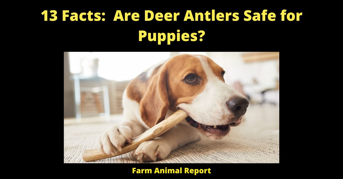 Are Antlers Safe For Puppy Teeth