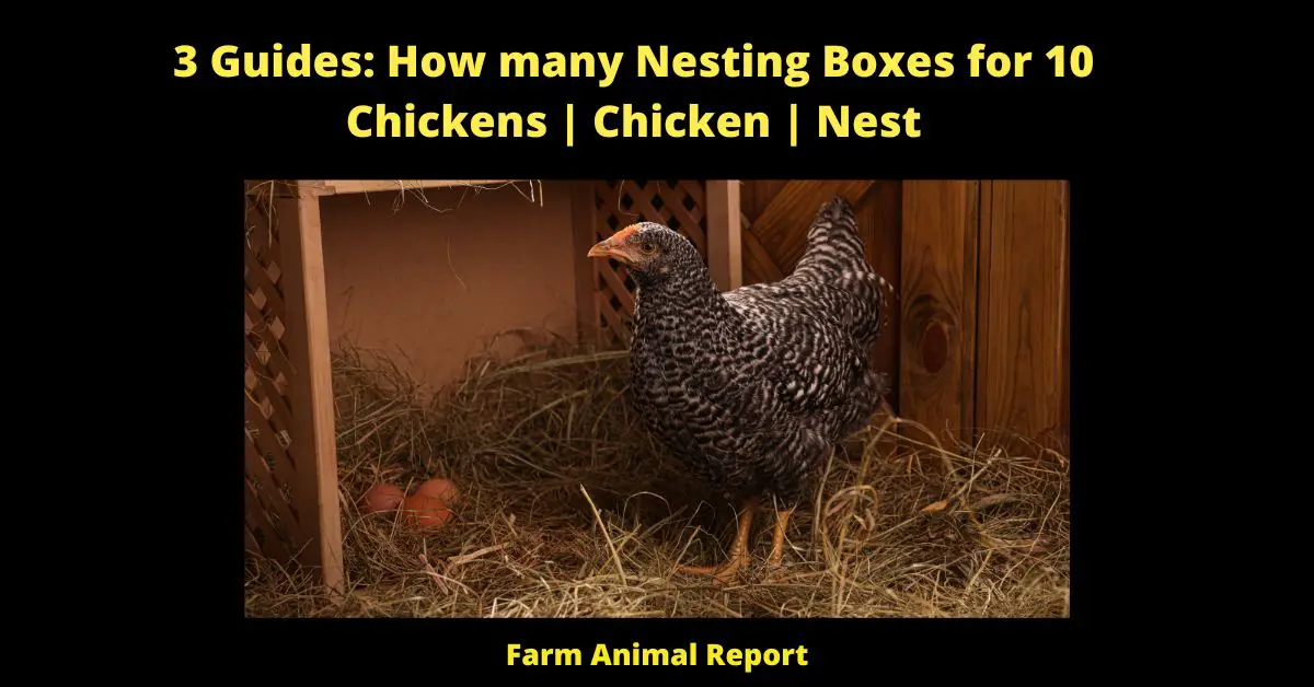 3 Guides: How many Nesting Boxes for 10 Chickens | Chicken | Nest