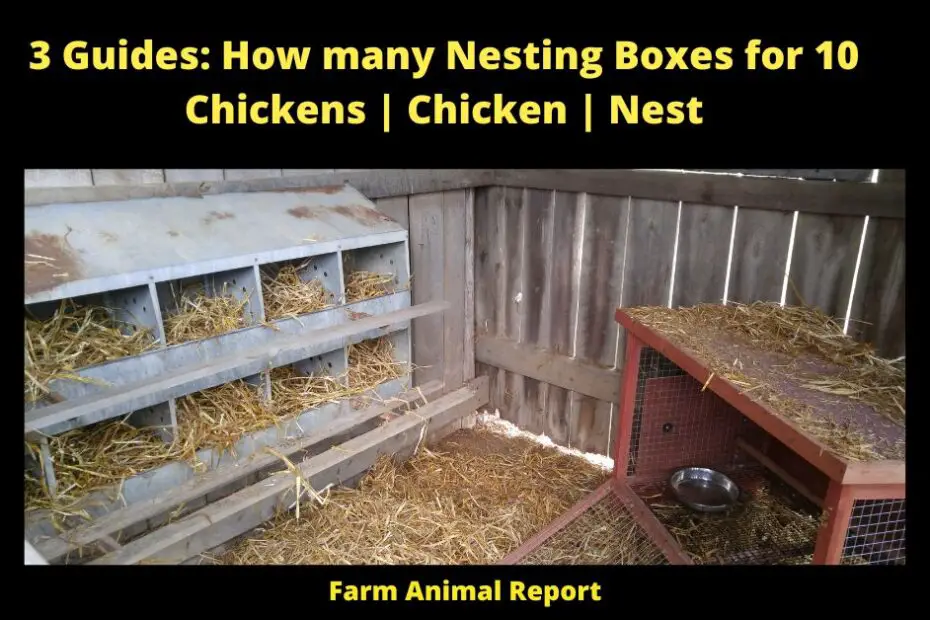 3 Guides: How many Nesting Boxes for 10 Chickens | Chicken | Nest