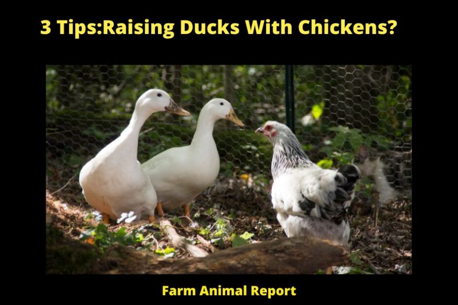 3 Tips:Raising Ducks With Chickens?