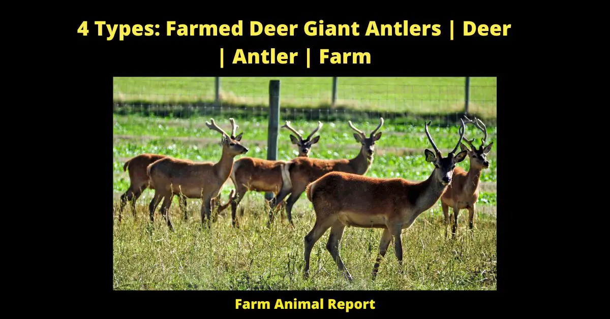 4 Types: Farmed Deer Giant Antlers | Deer | Antler | Farm