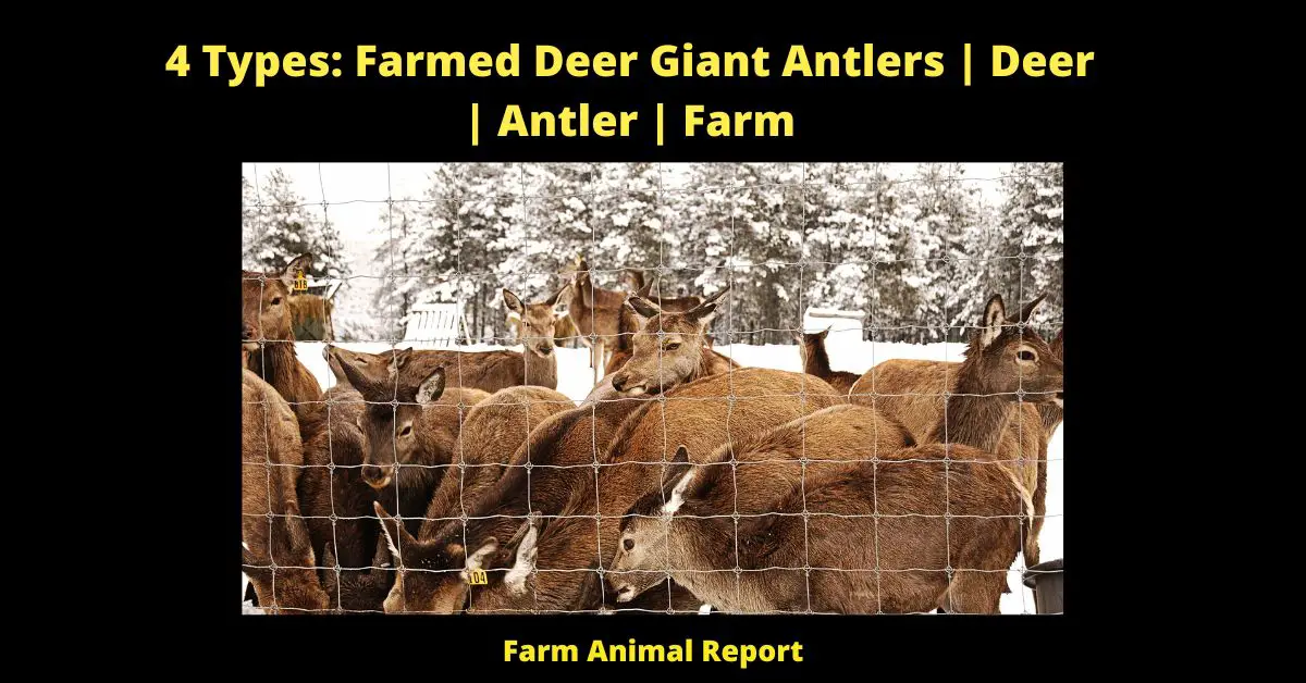 4 Types: Farmed Deer Giant Antlers | Deer | Antler | Farm