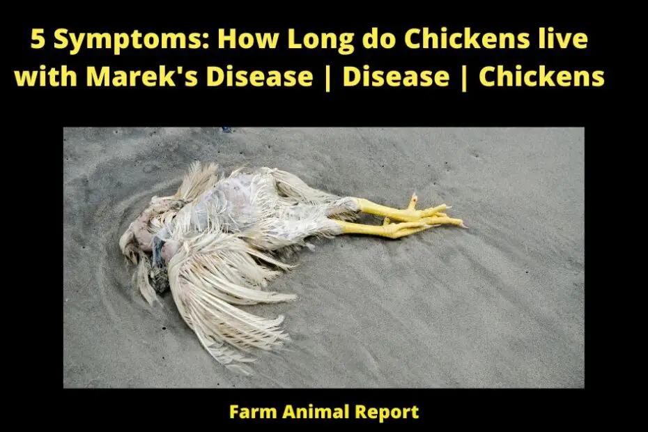 5 Symptoms: How Long do Chickens live with Marek's Disease | Disease | Chickens