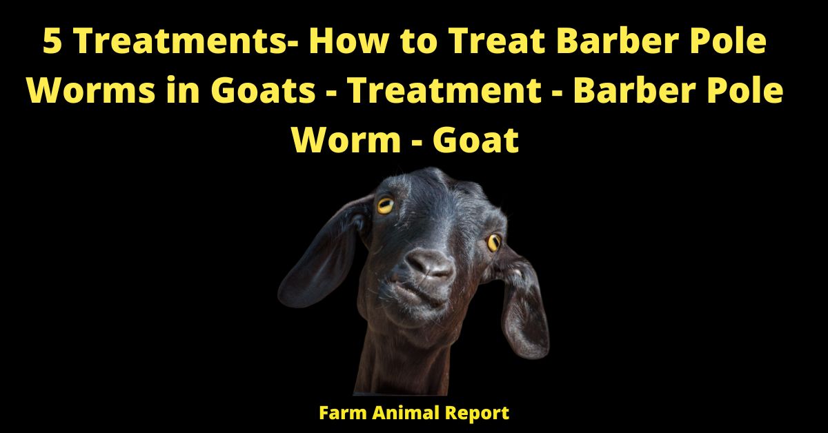 5 Treatments- How to Treat Barber Pole Worms in Goats - Treatment - Barber Pole Worm - Goat