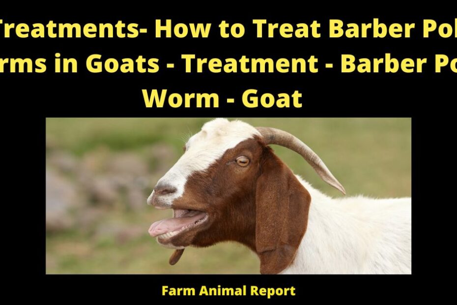 5 Treatments- How to Treat Barber Pole Worms in Goats - Treatment - Barber Pole Worm - Goat