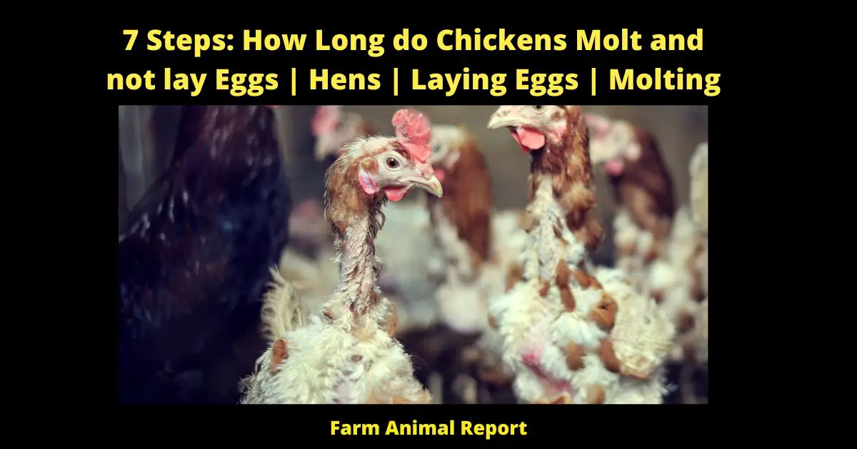 7 Steps: How Long do Chickens Molt and not lay Eggs | Hens | Laying Eggs | Molting