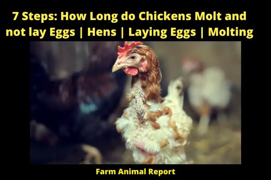 7 Steps: How Long do Chickens Molt and not lay Eggs | Hens | Laying Eggs | Molting