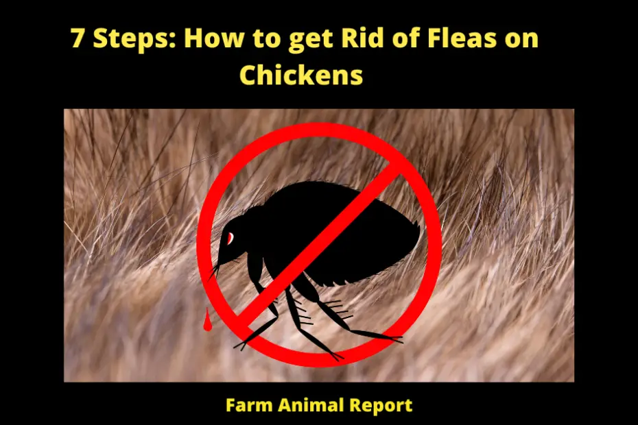 7 Steps: How to get Rid of Fleas on Chickens