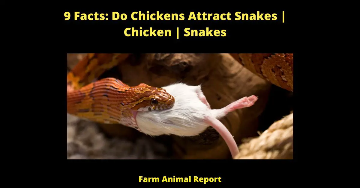 9 Facts: Do Chickens Attract Snakes | Chicken | Snakes