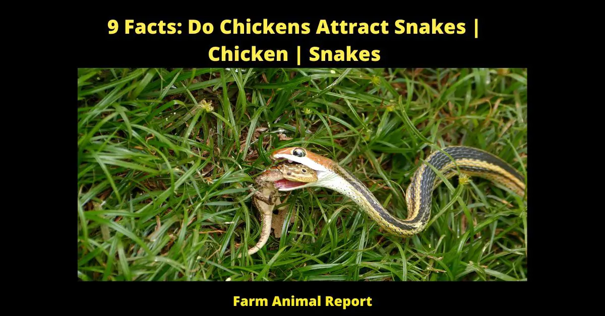 9 Facts: Do Chickens Attract Snakes | Chicken | Snakes