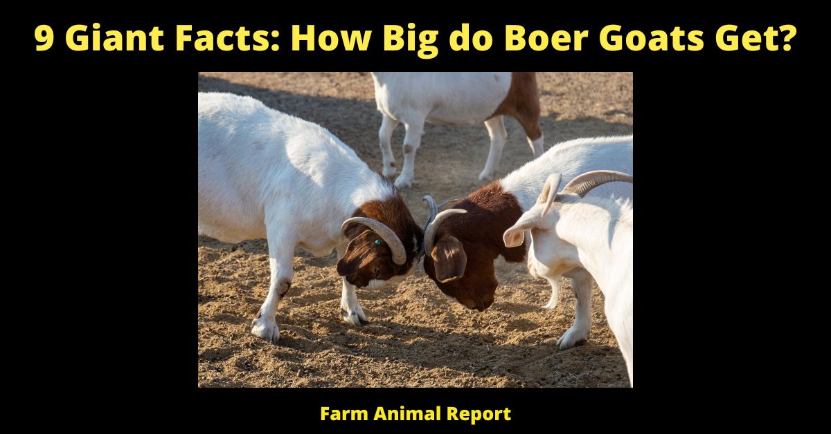 9 Giant Facts: How Big do Boer Goats Get?