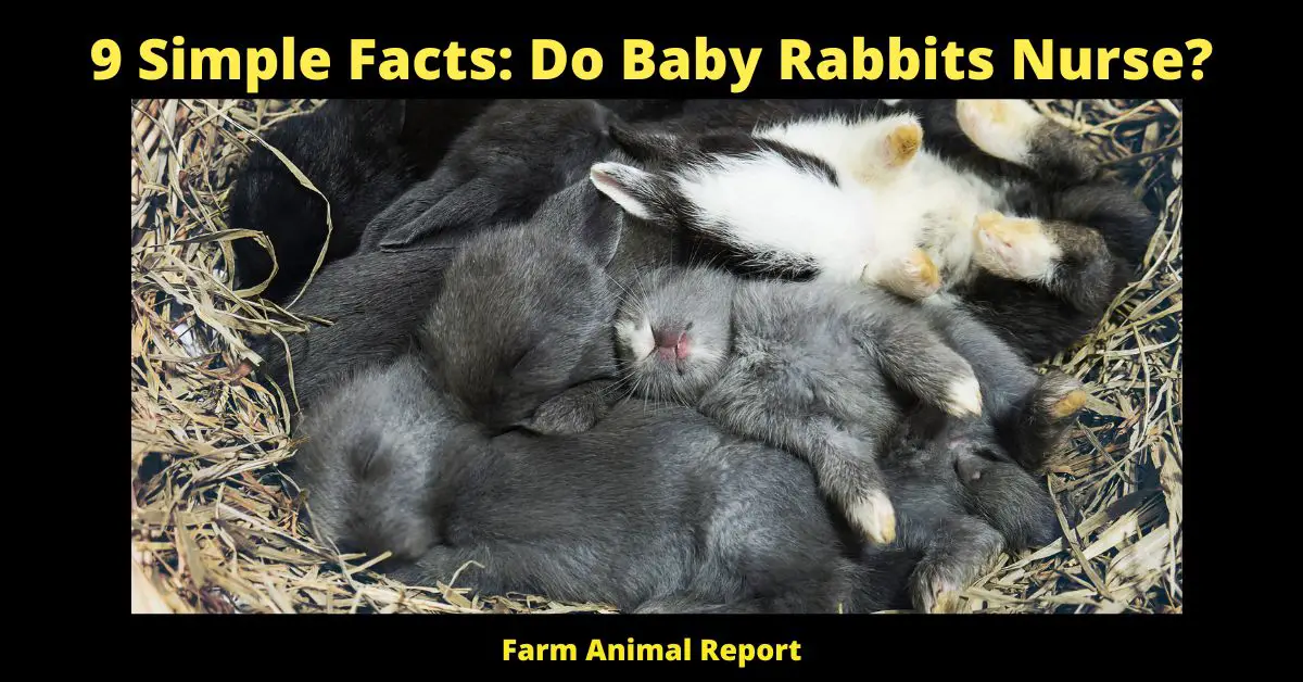 9 Simple Facts: Do Baby Rabbits Nurse?