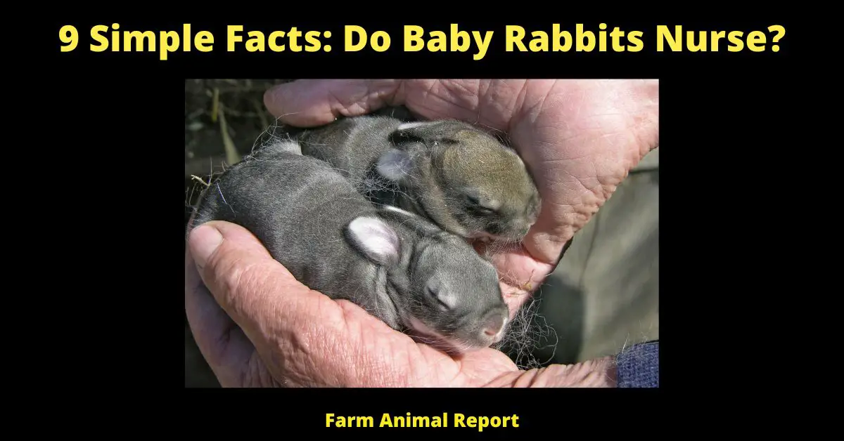 9 Simple Facts: Do Baby Rabbits Nurse?